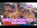 お正月用にタコを釣ってきた!