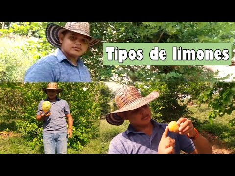 Video: Cuales Son Las Variedades De Limones