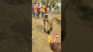 “Langurs Rush from the Road to Take Biscuits from My Hand!”