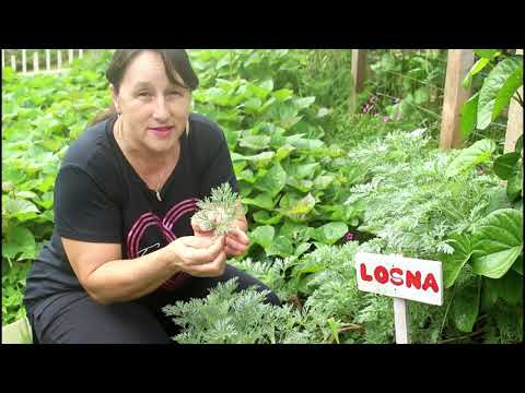 Vídeo: Controle de ervas daninhas de artemísia - Como matar plantas de artemísia