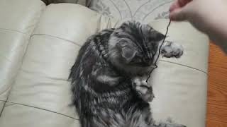 Cat attacks string then possibly dies