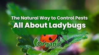 All About Ladybugs: The Natural Way to Control Pests 🐞☀️ Using Ladybugs As A Natural Pest Control