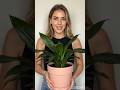 🌸DIY Pink Snake Plant Cement Planter for a Stunning Garden Look🪴✨#new#tree#trending#viral#home#viral