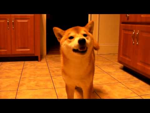 Kenji the Shiba