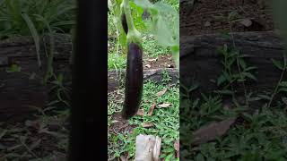 Wah... Terong Besar Dan Panjang