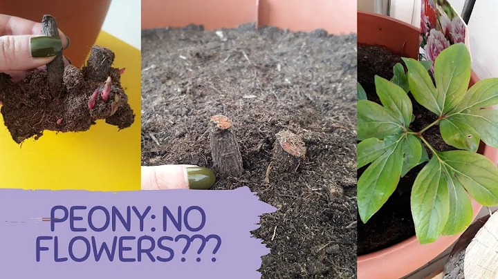 TIPS FOR PLANTING PEONY TUBERS IN POTS: SECRETS OF PLANTING PEONY. Why peony is not blooming? - DayDayNews