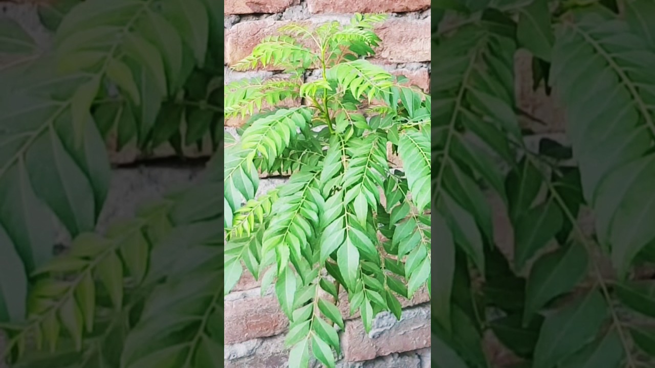 3 Free of cost fertilizer for curry patta plant 