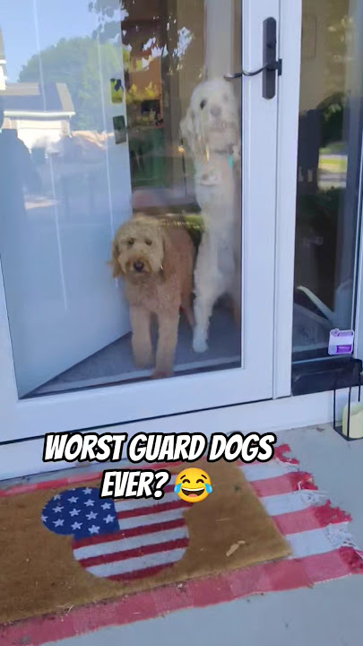 Worst guard dogs ever? 😂🐕 #shorts #funny