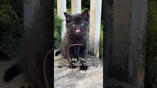 Cute Little Kitten Likes Mommies Wire Better Than The Toy! #shorts #sillykitty #funnykitten #kitten