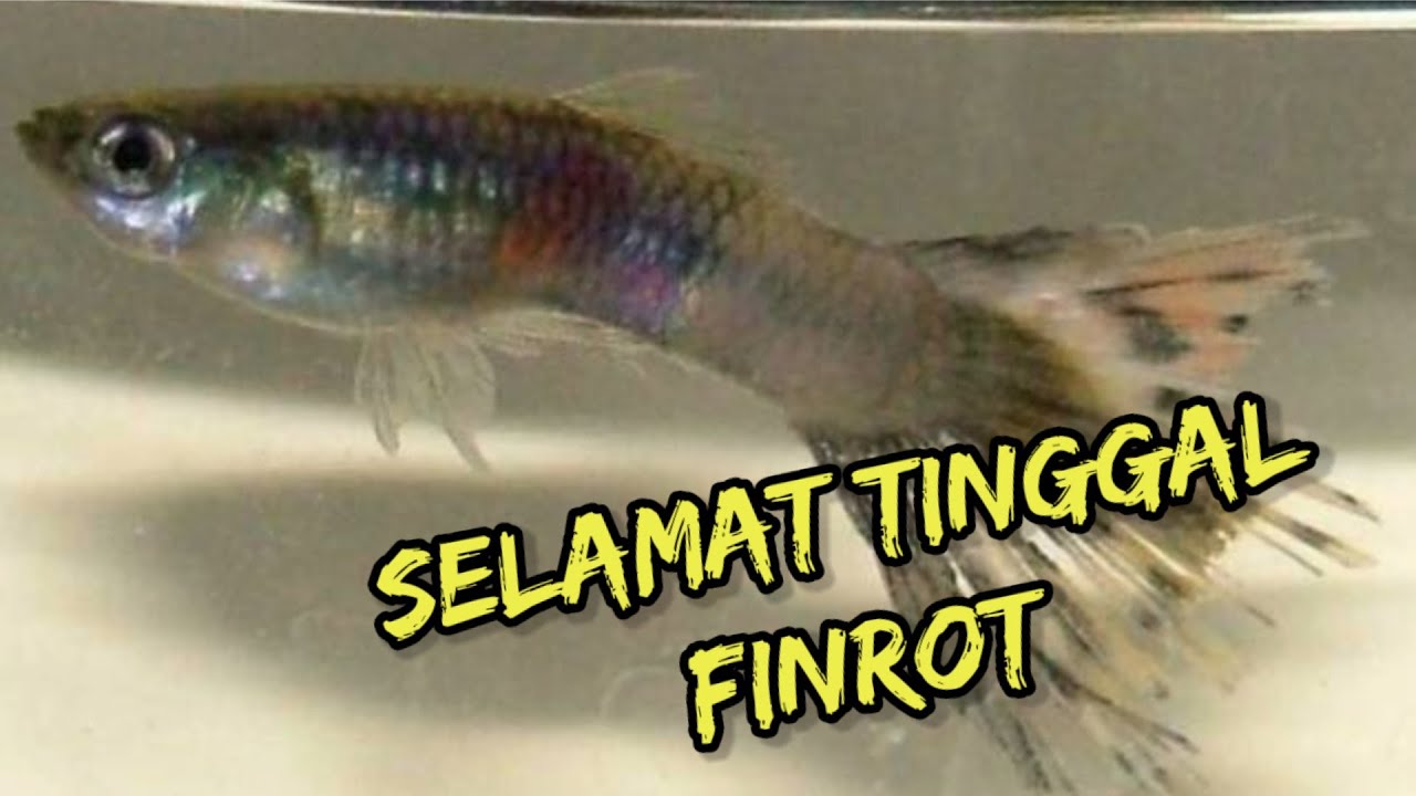 Cara mengobati finrot pada ikan guppy