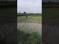 Vari chenuku Pindi challadam #shorts #farming #raitu #ytshorts