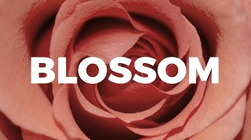 Blossom PowerPoint and Keynote Template - Best PowerPoint Templates