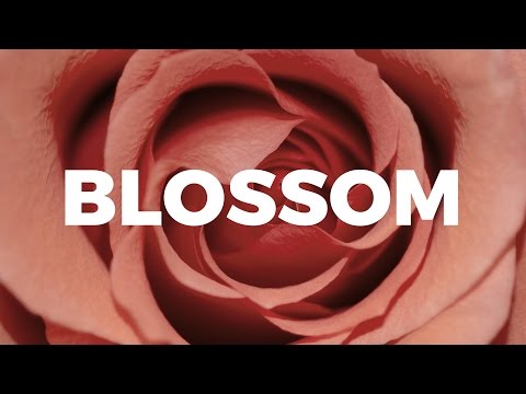 Blossom Presentation Template, a Presentation Template by SlideStation (Thumbnail 8 of 8)