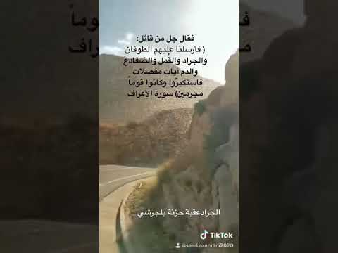 الجراد زحف على عقبة حزنه في بلجرشي بالباحة سبحان الله