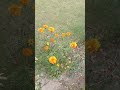 Morning Walk | Look at the beautiful flowers