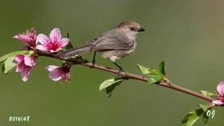 ***  - SPRING'S  BEAUTY   -   Music  GIOVANNI MARRADI - ***