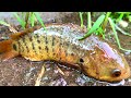 Top 5 Rain Day Fishing Video! Find and Catch Climbing Perch Fish in Flowing Water Rainy Season