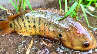 Top 5 Rain Day Fishing Video! Find and Catch Climbing Perch Fish in Flowing Water Rainy Season