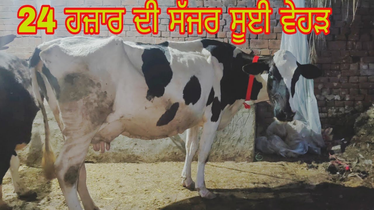 ਸੱਜਰ ਸੁਈਆ ਵੈਹੜਾ ਫੋਨ ਨੰਬਰ 95927=91878