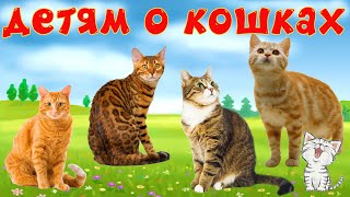 Кошки и их звуки для детей. Развивающее видео о кошках by Котейка ТВ Животные 31,493,962 views 2 years ago 8 minutes, 8 seconds