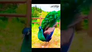 طاووس يفرد ريشه مذهل سبحان الله