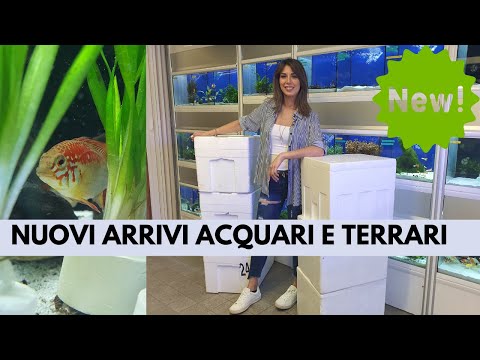 Video: 7 Pesci D'acqua Dolce Perfetti Per Un Acquario Da 10 Galloni