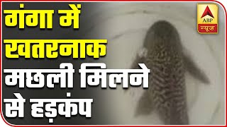 Varanasi: Suckermouth Catfish Posing A Threat To River Ganga | ABP News