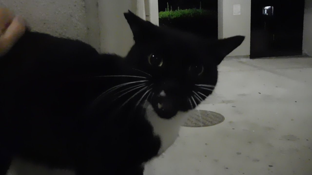 2025年お盆休みのニャンたち