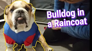 Peppa The Bulldog Gets Her 1st Rain Jacket