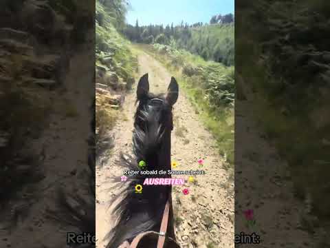 Bei uns ist aktuell schon richtig gutes Wetter 😍​ #royalhorsemen #equestrian #horses