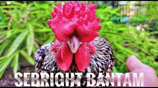 Sebright Bantam Chicken - One Of The Most Beautiful Breed Of Chicken In The World
