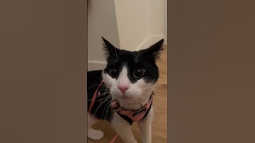 My funny and curious tuxedo cat was scared when she walked into the hallway… then she did this 😂