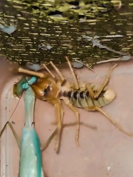 Belalang mantis vs laba laba unta #animals