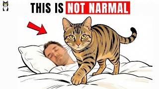 If Your Cat Walks On You at Night… This Isn’t Normal | Cat Behavior