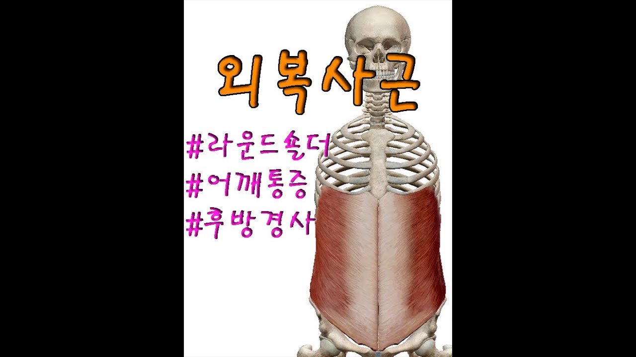 12. 외복사근(External oblique abdominis)