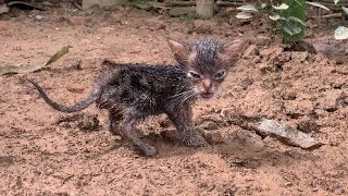 Kitten refuses to bathe even though its body is very dirty