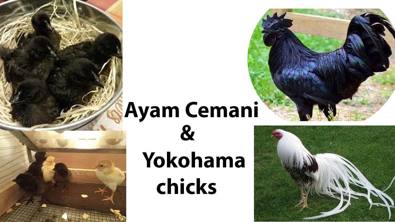 Ayam cemani and Yokohama chicks price in pakistan