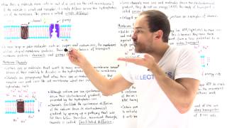 Introduction to Membrane Transport