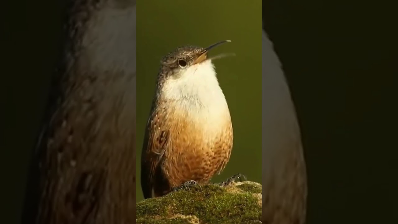 Canyon wren (Catherpes mexicanus)