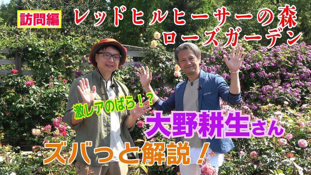 激レアのばら！？大野耕生さんズバっと解決！～レッドヒルヒーサーの森 ローズガーデン～GDTV83