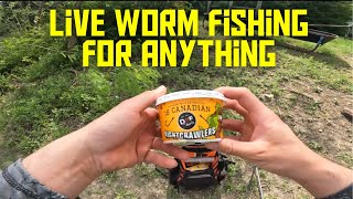 SPRING Fishing for ANYTHING that bites with LIVE WORMS (Pond fishing)