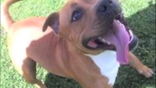 Staffordshire Bull Terriers