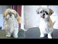 Grooming Guide - Full Grooming Shih Tzu Short Cut #52