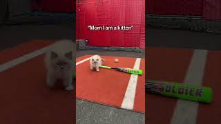How did she not hit that?? #baseball #viral #cats #mlb