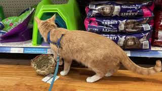 Medi Cat would like to work at the pet shop by Medi Cat 3,637 views 2 years ago 1 minute, 17 seconds