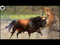 Crazy Leopard Assaults Baby Buffalo - Mother Buffalo Fierce Revenge Makes Leopard Disabled