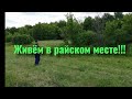 Как растёт лесная земляника. Цветочный ковёр.