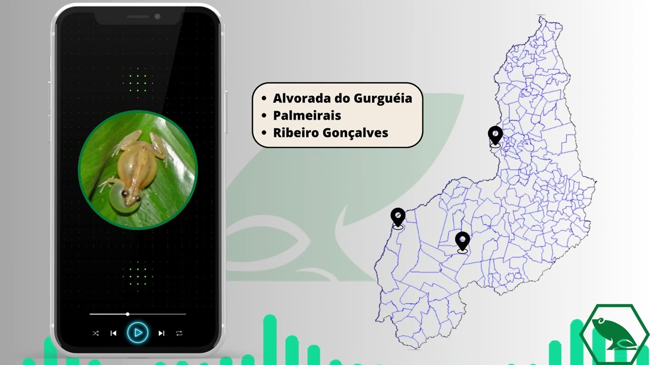 11. (Scinax fuscomarginatus)