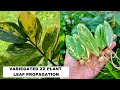 Variegated ZZ Plant Easy Leaf Propagation | Zamioculas Zamiifolia | Zanzibar Gem