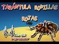 Tarántula rodillas rojas |La tarantula por excelencia| (Animales del Mundo) |Mes del depredador|